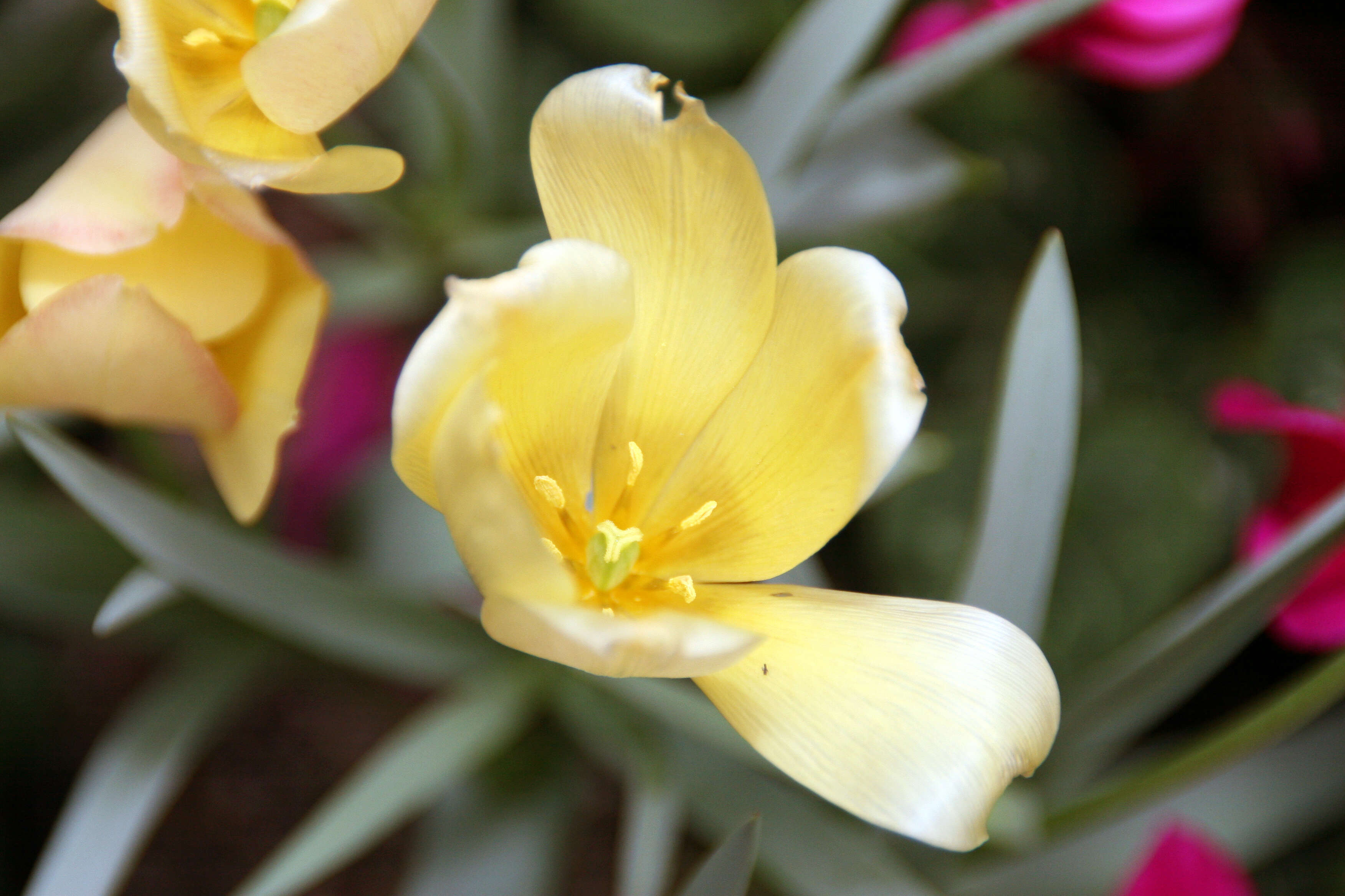 Image of Tulipa linifolia Regel