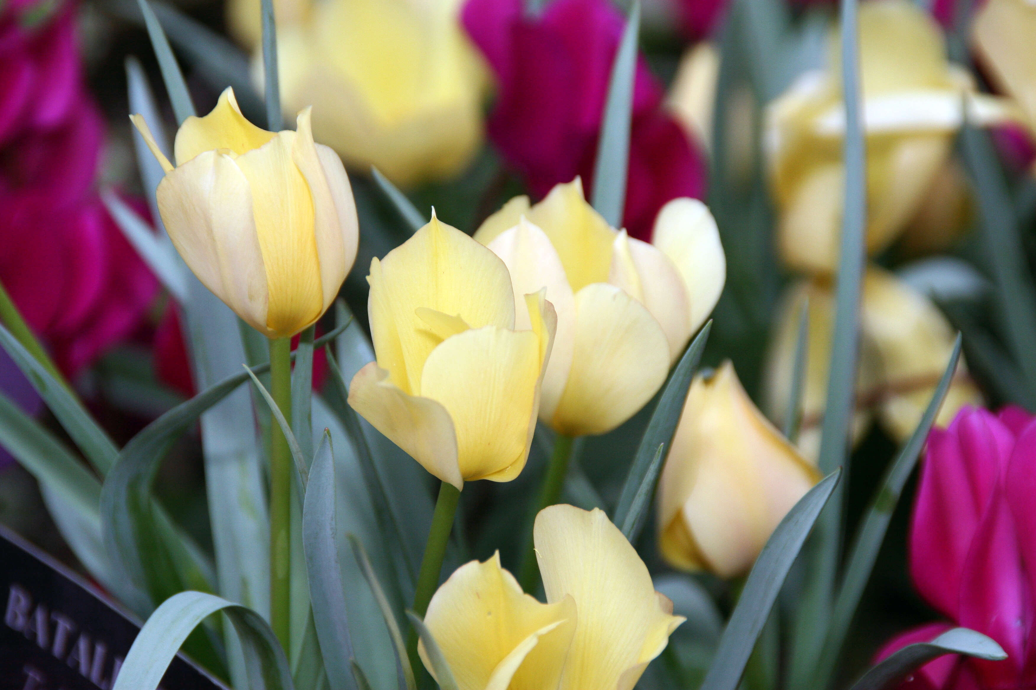 Image of Tulipa linifolia Regel