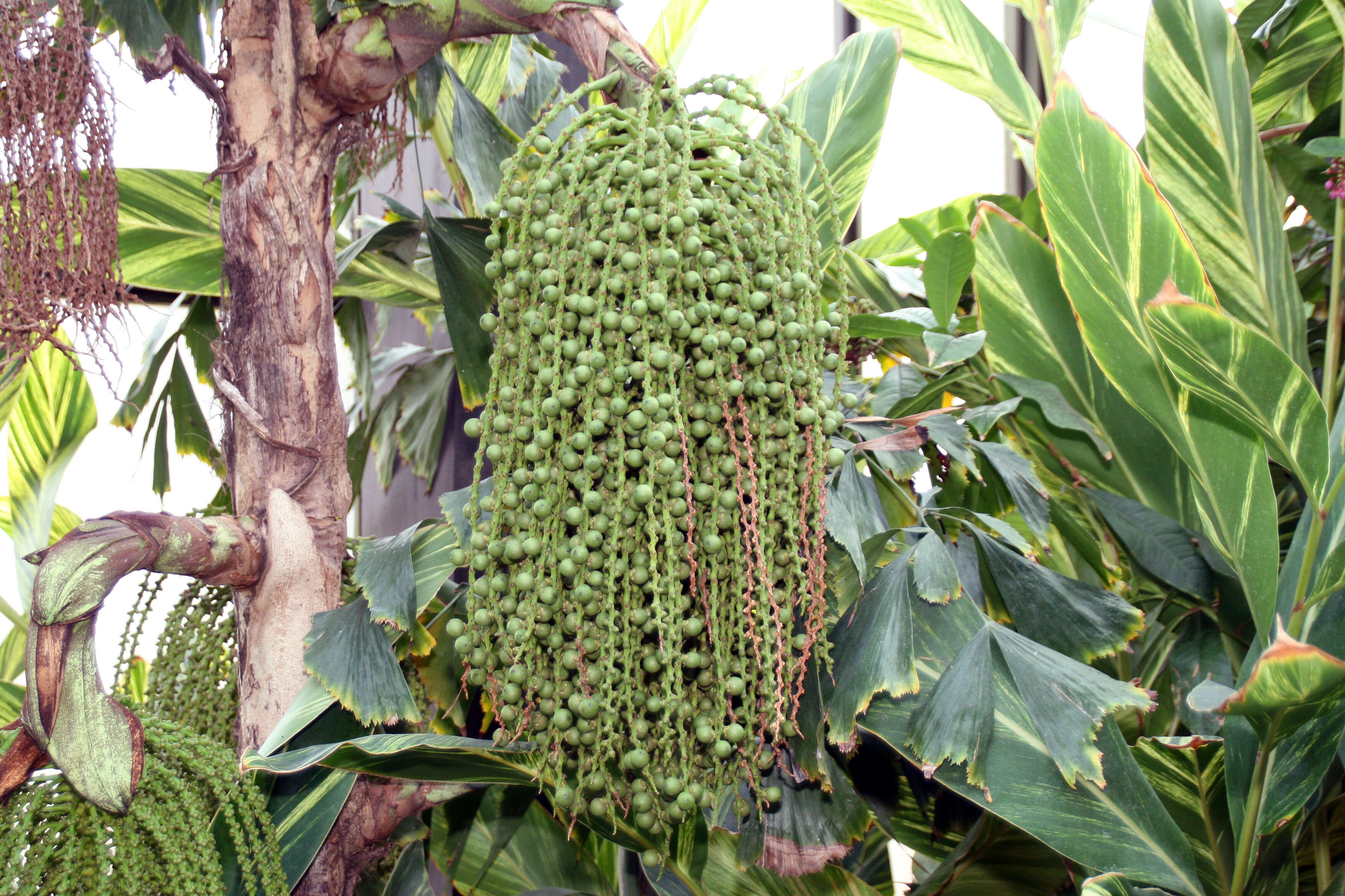 Image of Burmese fishtail palm