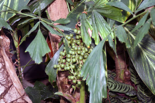 Image of Burmese fishtail palm