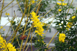 Image of leafy broom