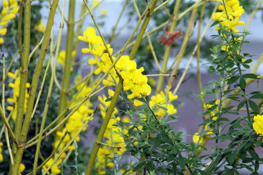 Image of leafy broom