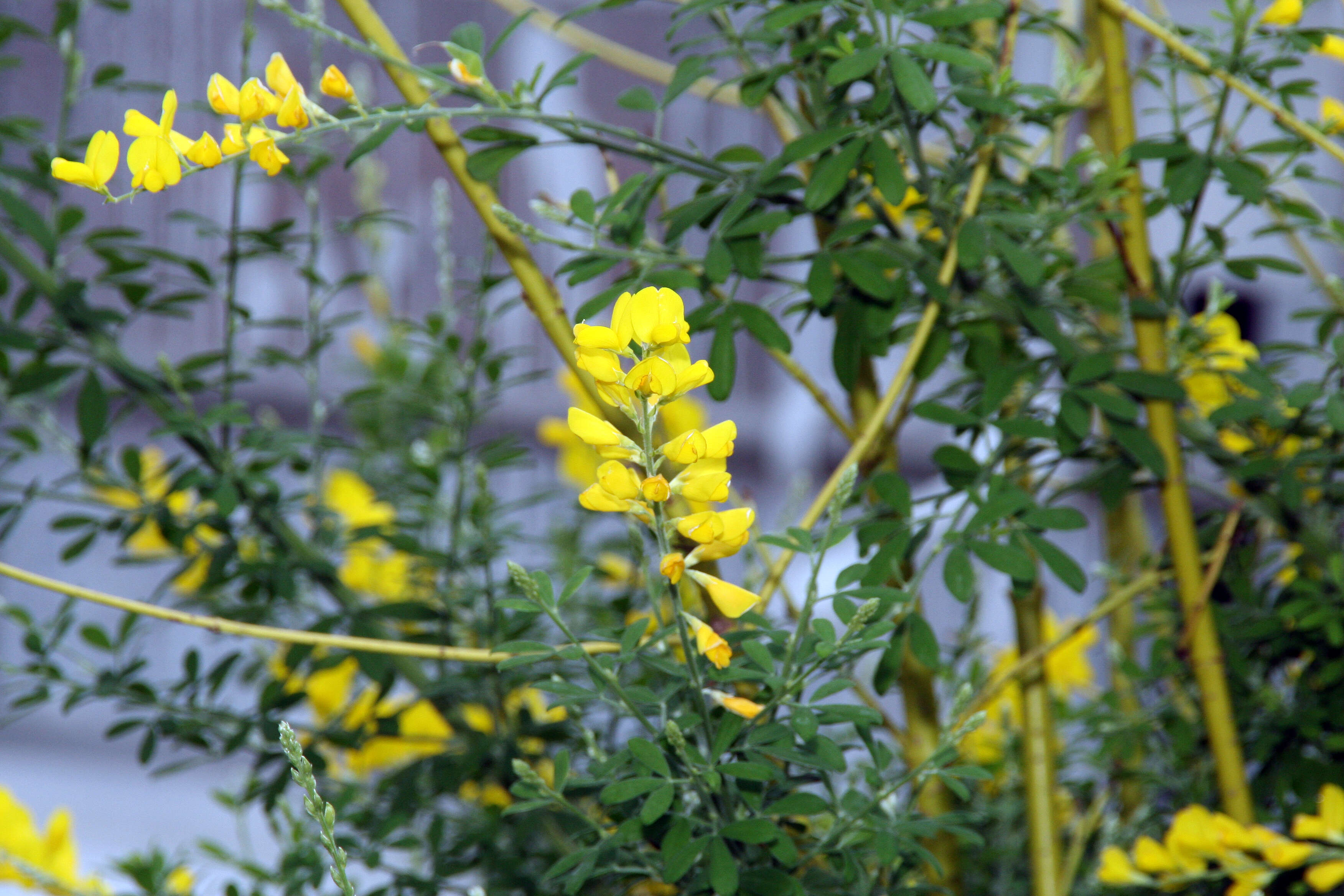 Image of leafy broom