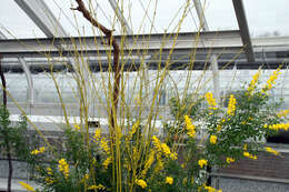 Image of leafy broom