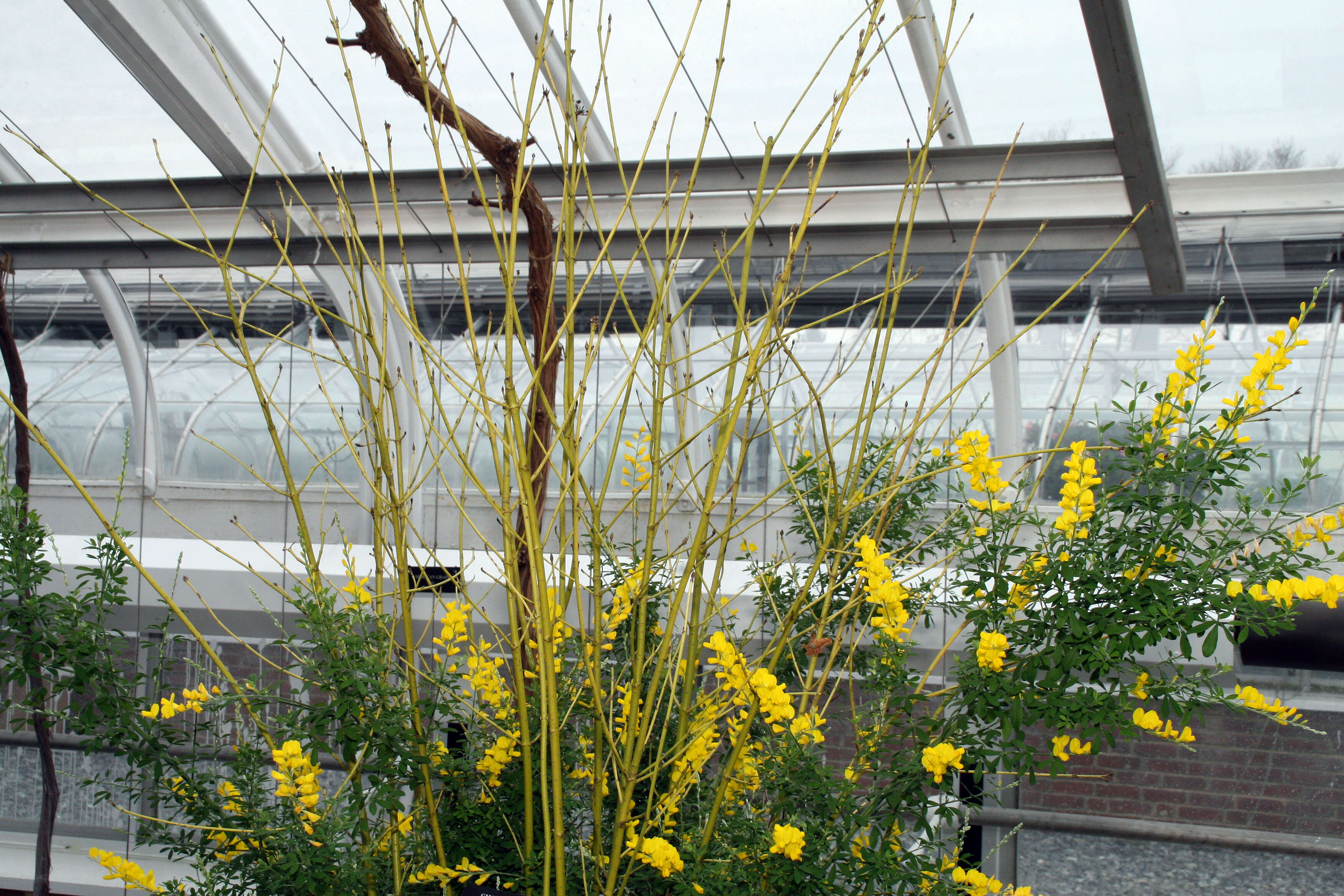 Image of leafy broom