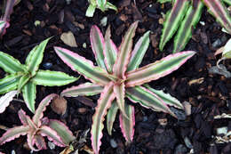 Image of Cryptanthus bivittatus (Hook.) Regel