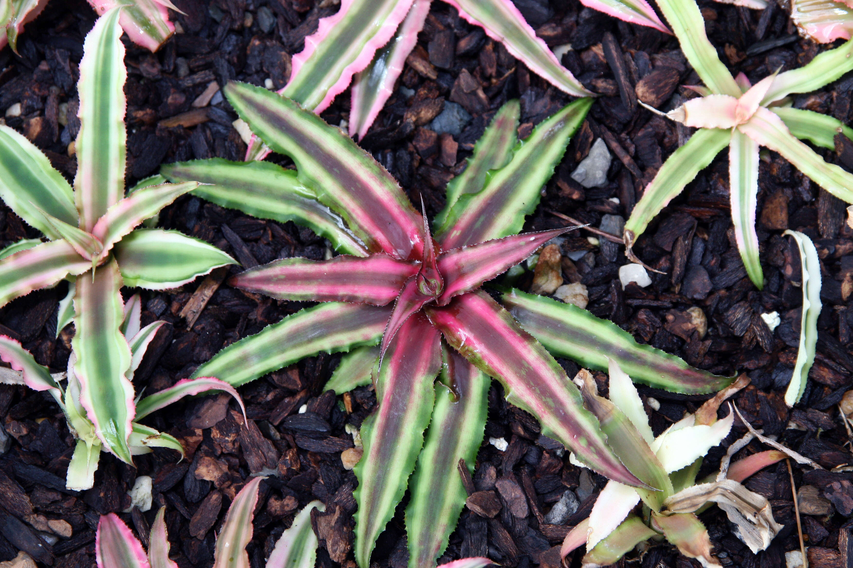 Image of Cryptanthus bivittatus (Hook.) Regel