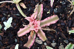 Image of Cryptanthus bivittatus (Hook.) Regel