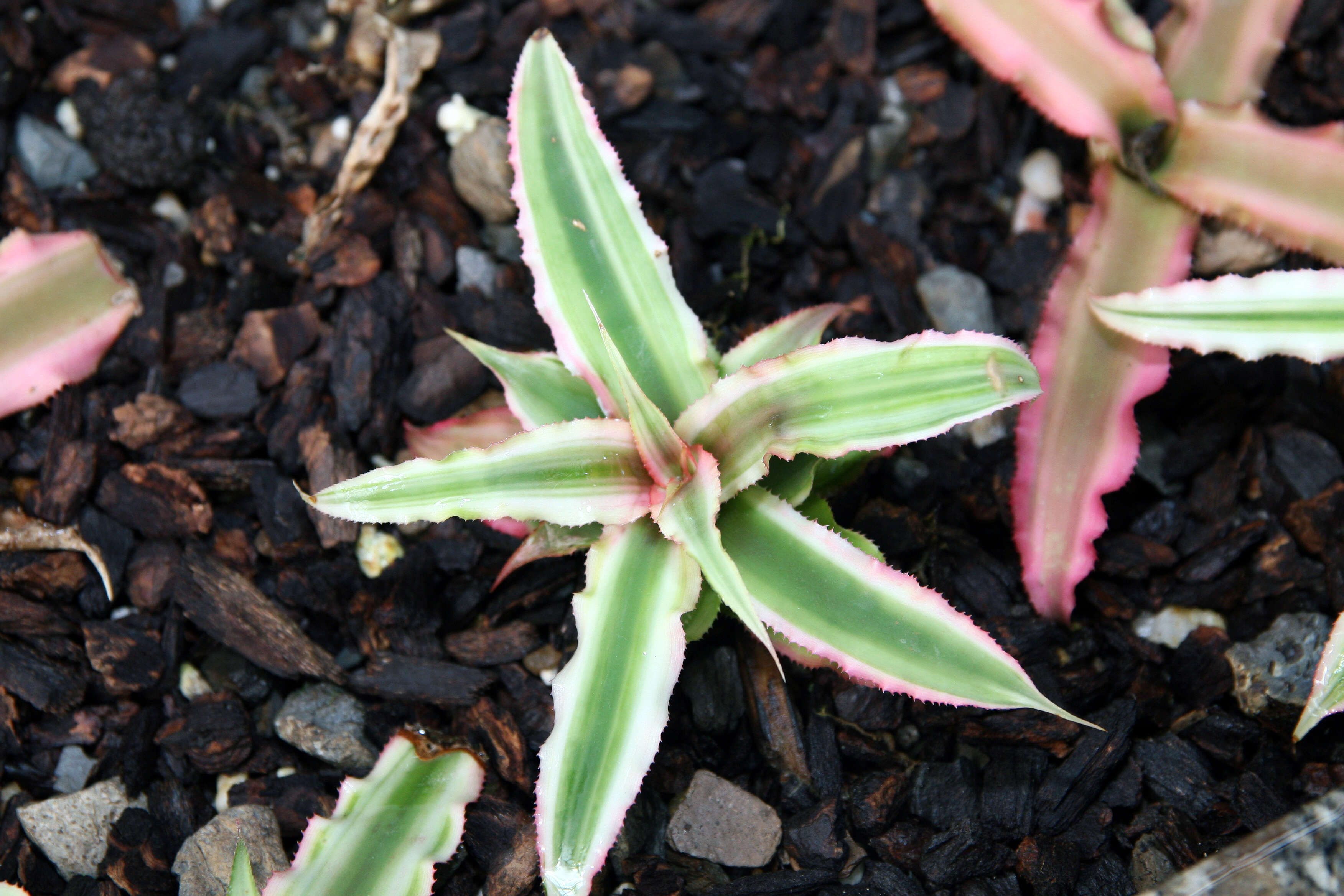 Image of Cryptanthus bivittatus (Hook.) Regel