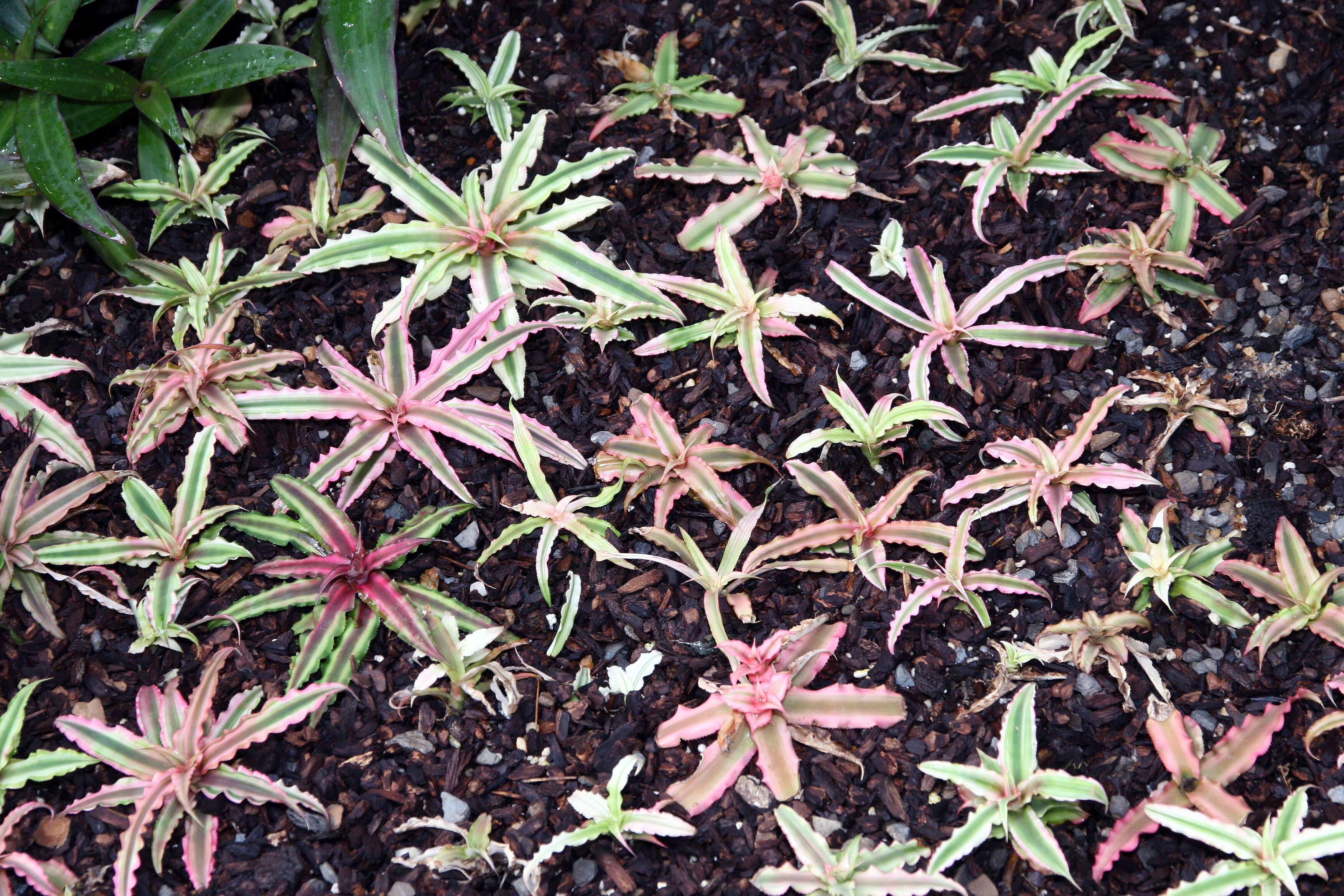 Image of Cryptanthus bivittatus (Hook.) Regel