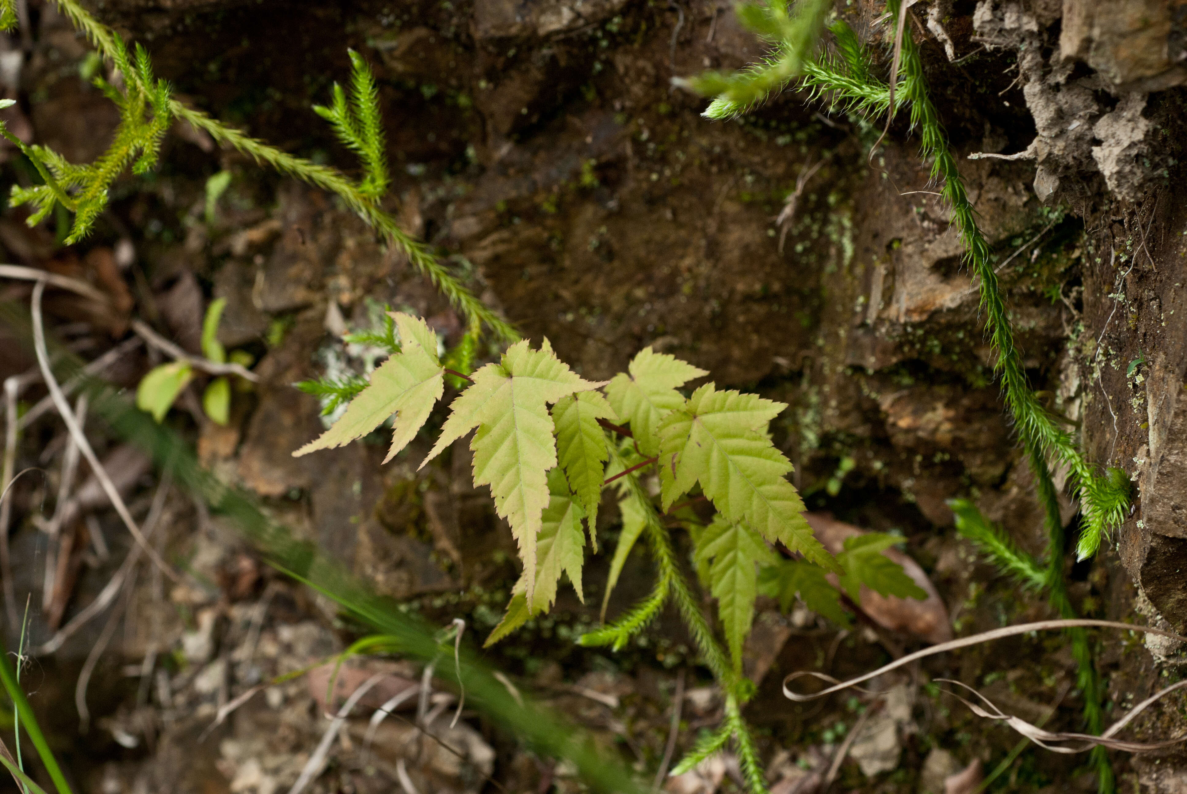 Image of Acer caudatifolium