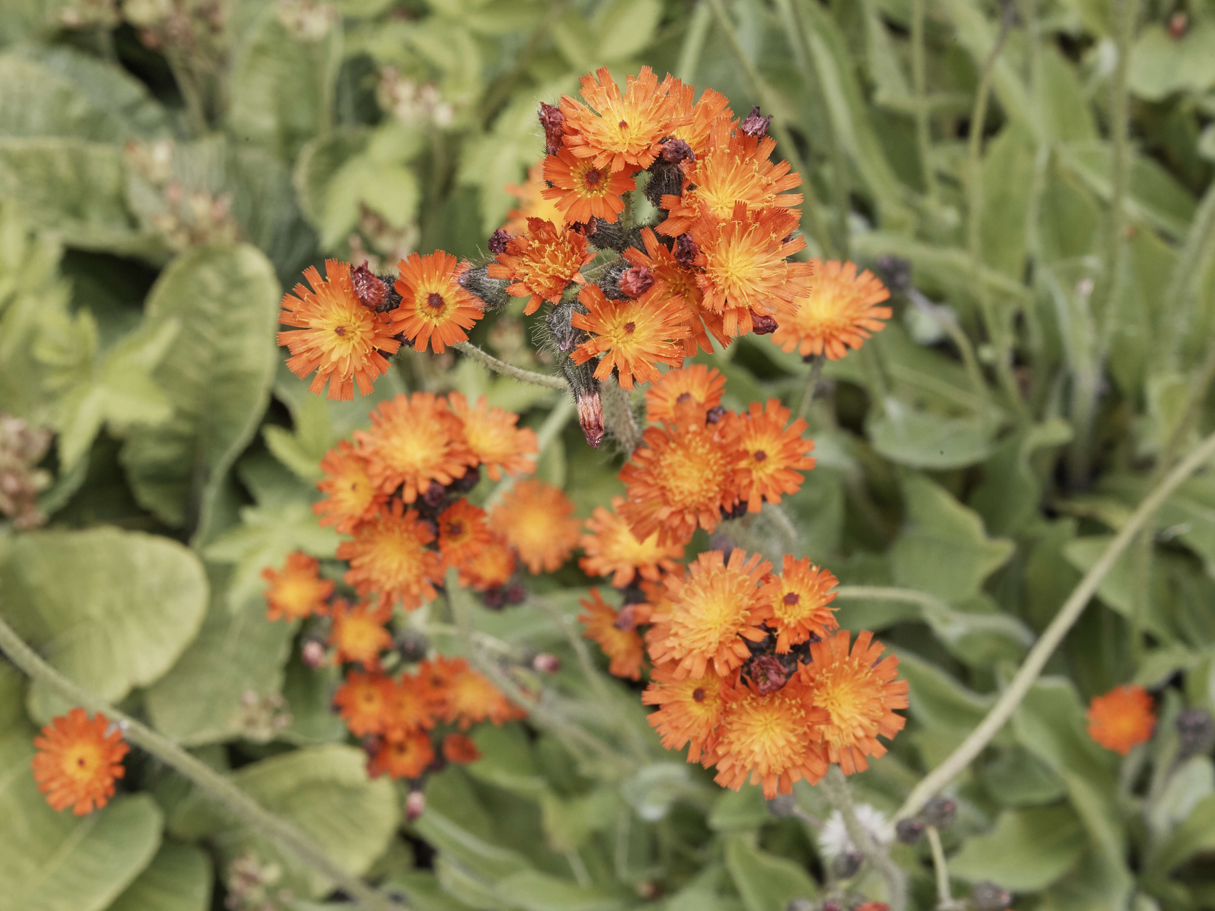 Imagem de Pilosella aurantiaca (L.) Sch. Bip., F. W. Schultz & Sch. Bip.