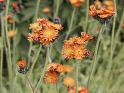 Imagem de Pilosella aurantiaca (L.) Sch. Bip., F. W. Schultz & Sch. Bip.