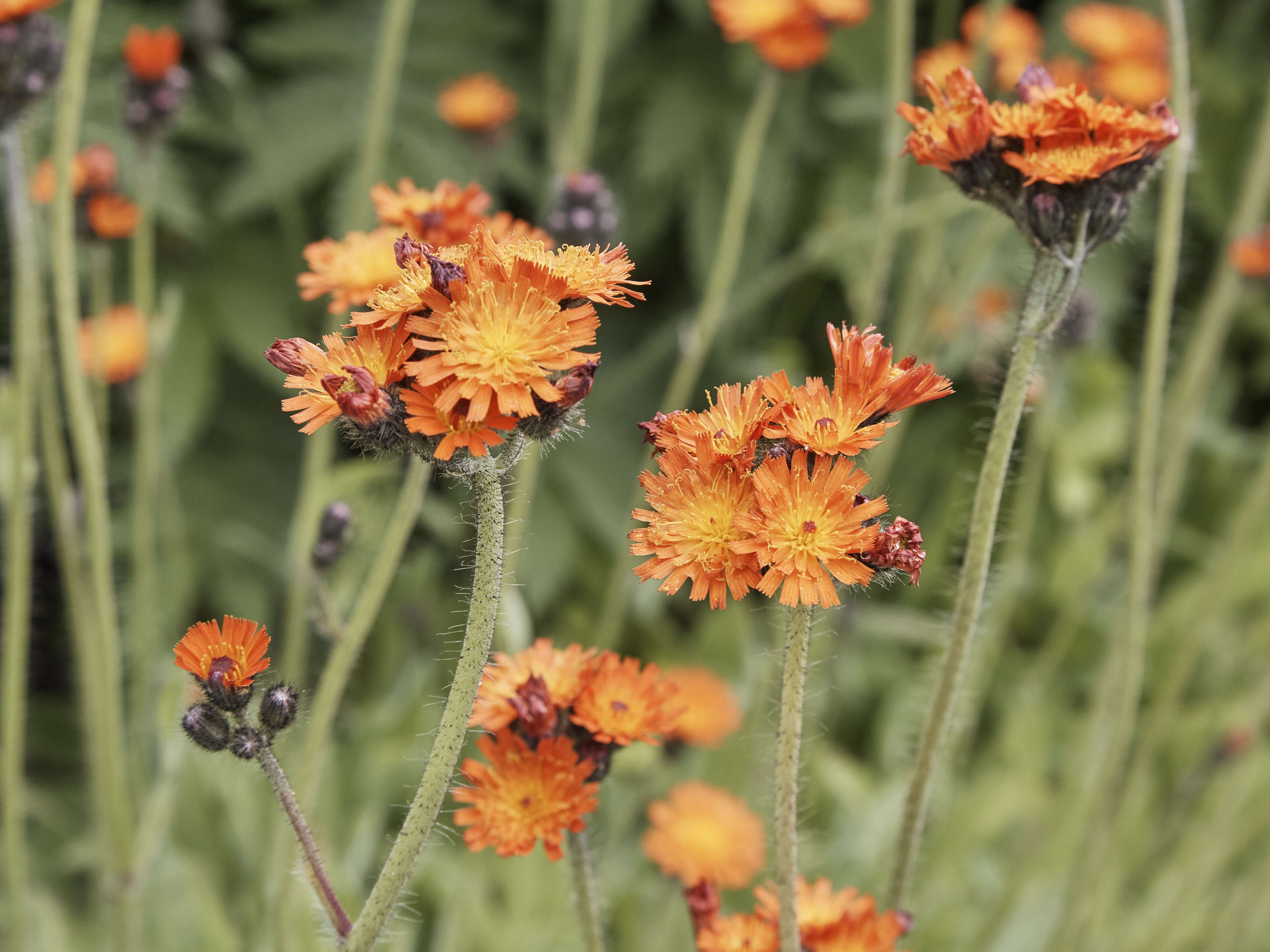 Imagem de Pilosella aurantiaca (L.) Sch. Bip., F. W. Schultz & Sch. Bip.