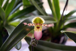 Image de Paphiopedilum liemianum (Fowlie) K. Karas. & K. Saito