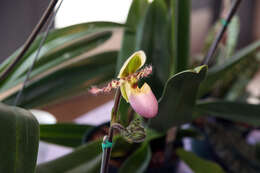 Image de Paphiopedilum liemianum (Fowlie) K. Karas. & K. Saito