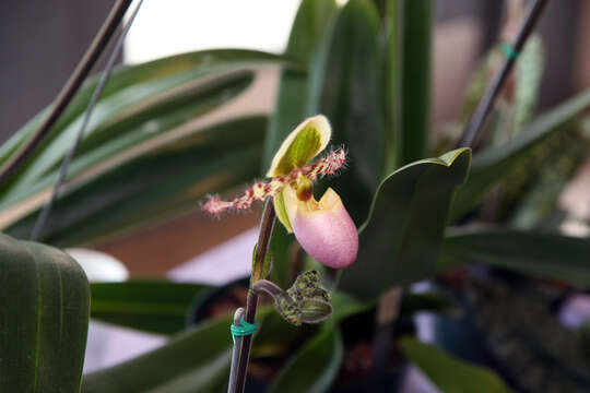 Image of Liem's Paphiopedilum