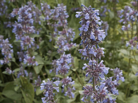 Image of Caucasus catmint