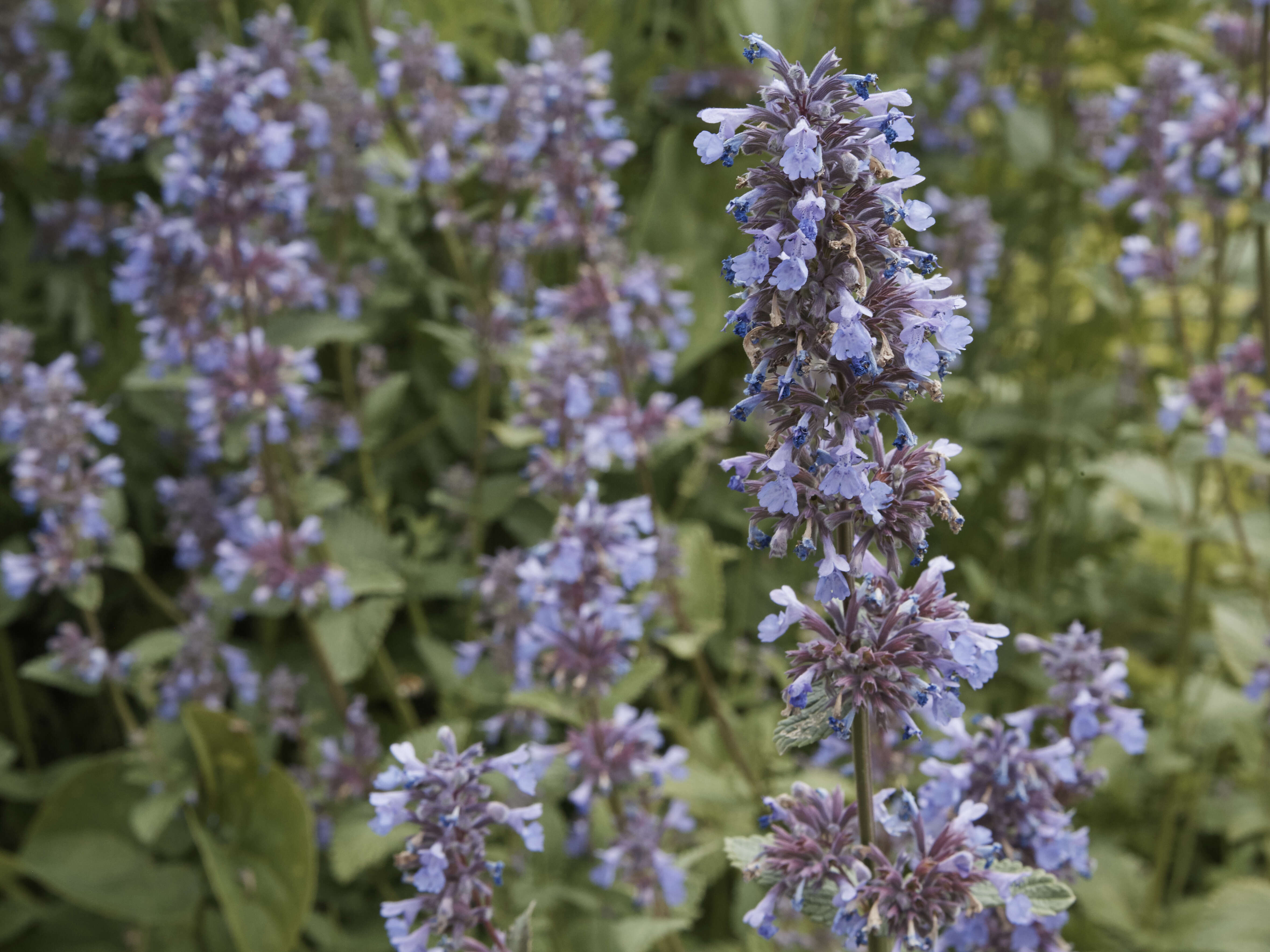 Image of Caucasus catmint