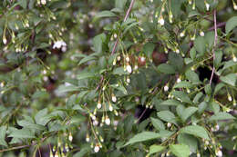 Image of Japanese snowbell