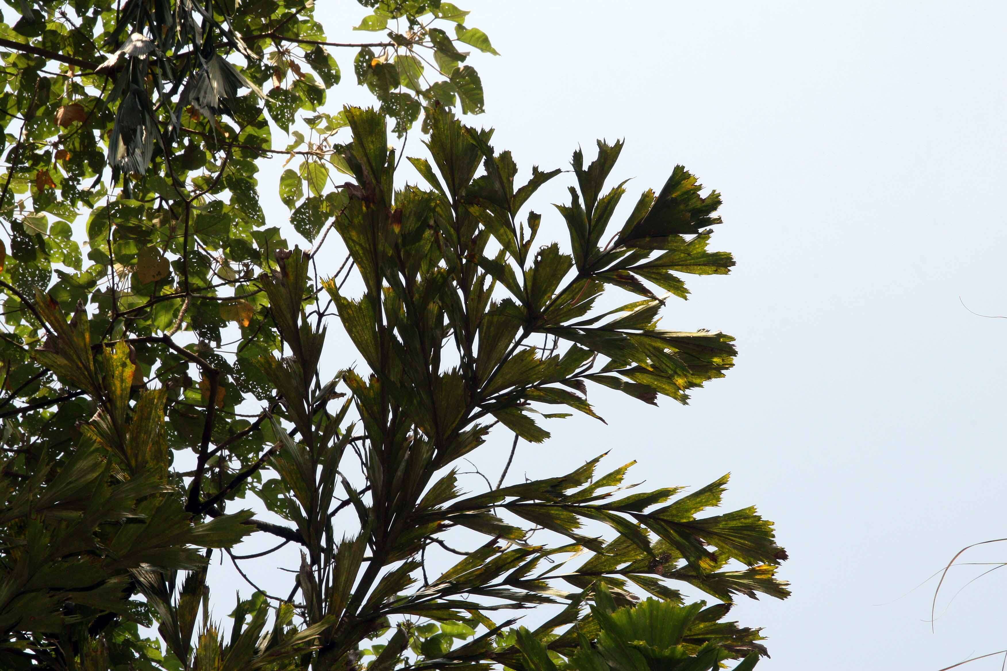 Image of Burmese fishtail palm