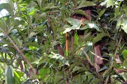 Image of Burmese fishtail palm