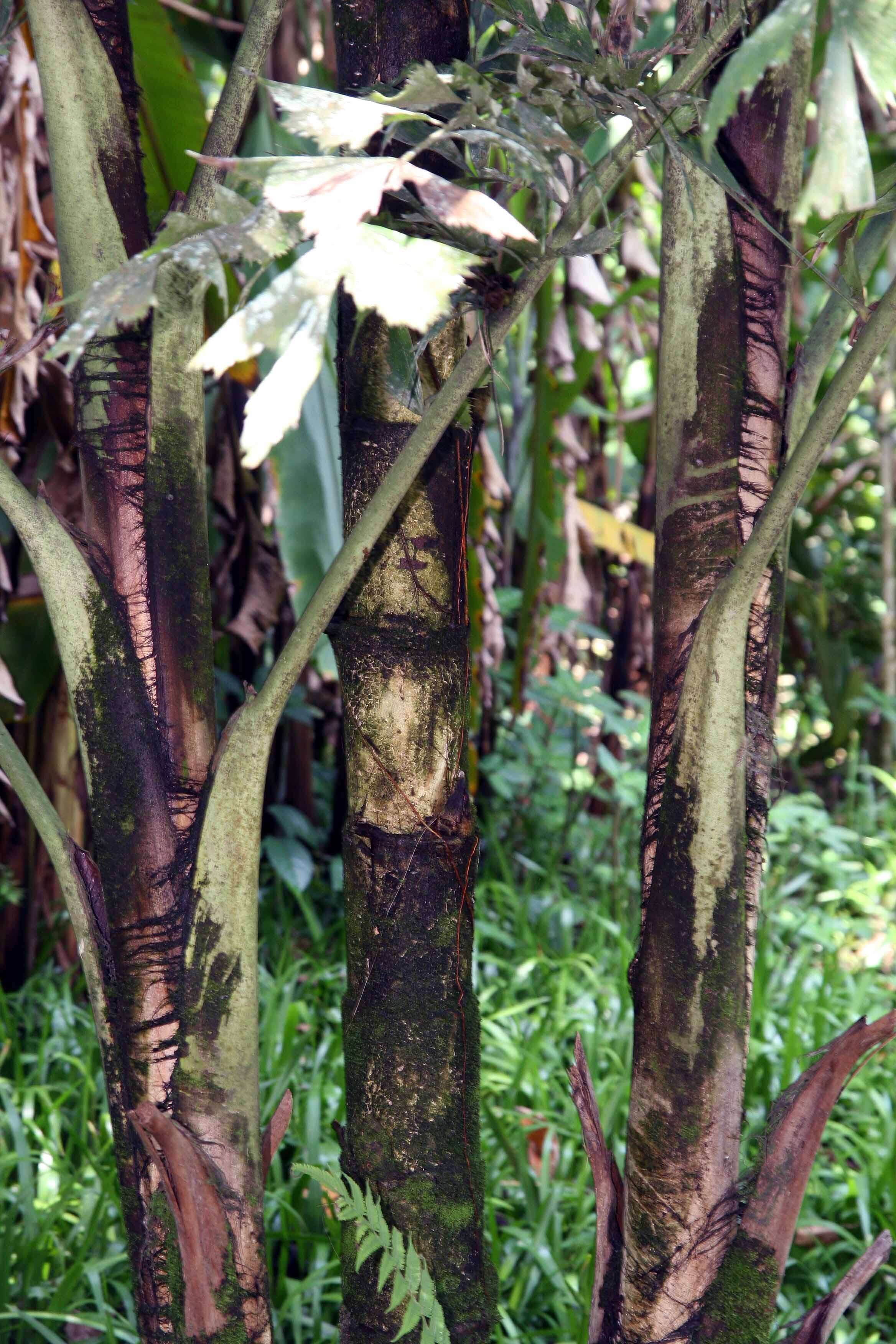 Image of Burmese fishtail palm