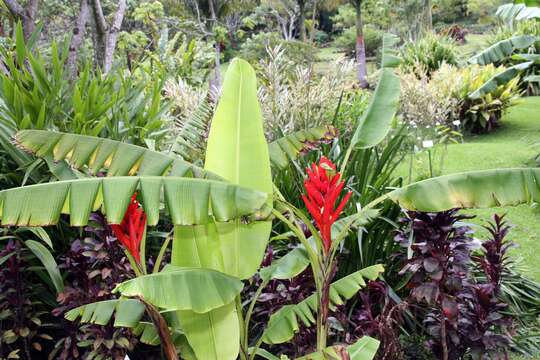 Image of Scarlet Banana