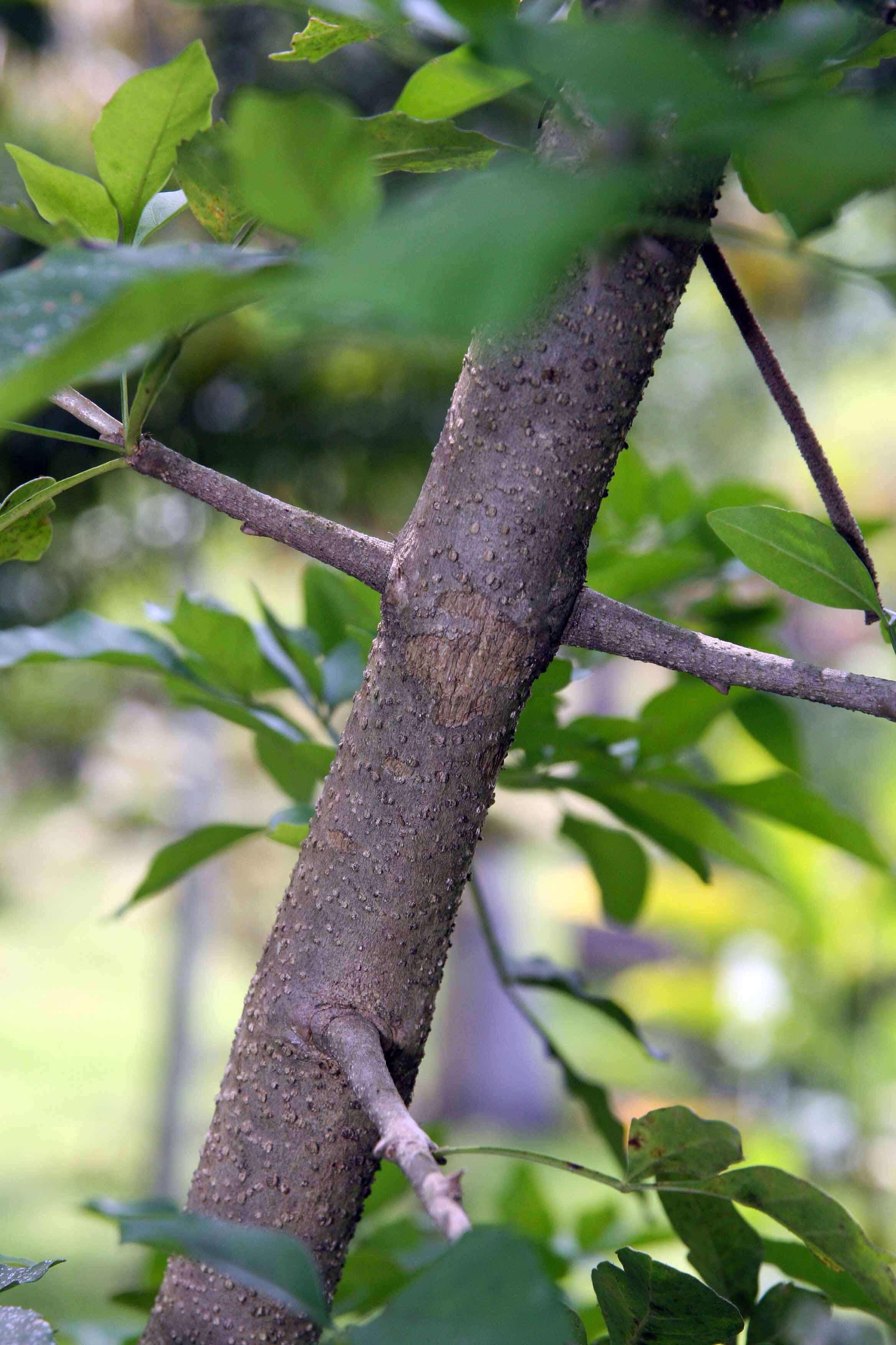 Image of candle tree