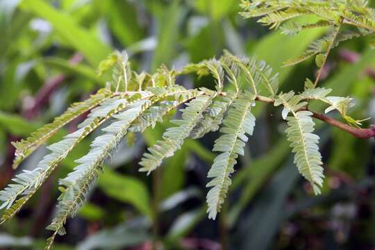 Image of wild tamarind