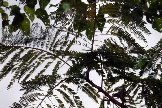 Image of wild tamarind