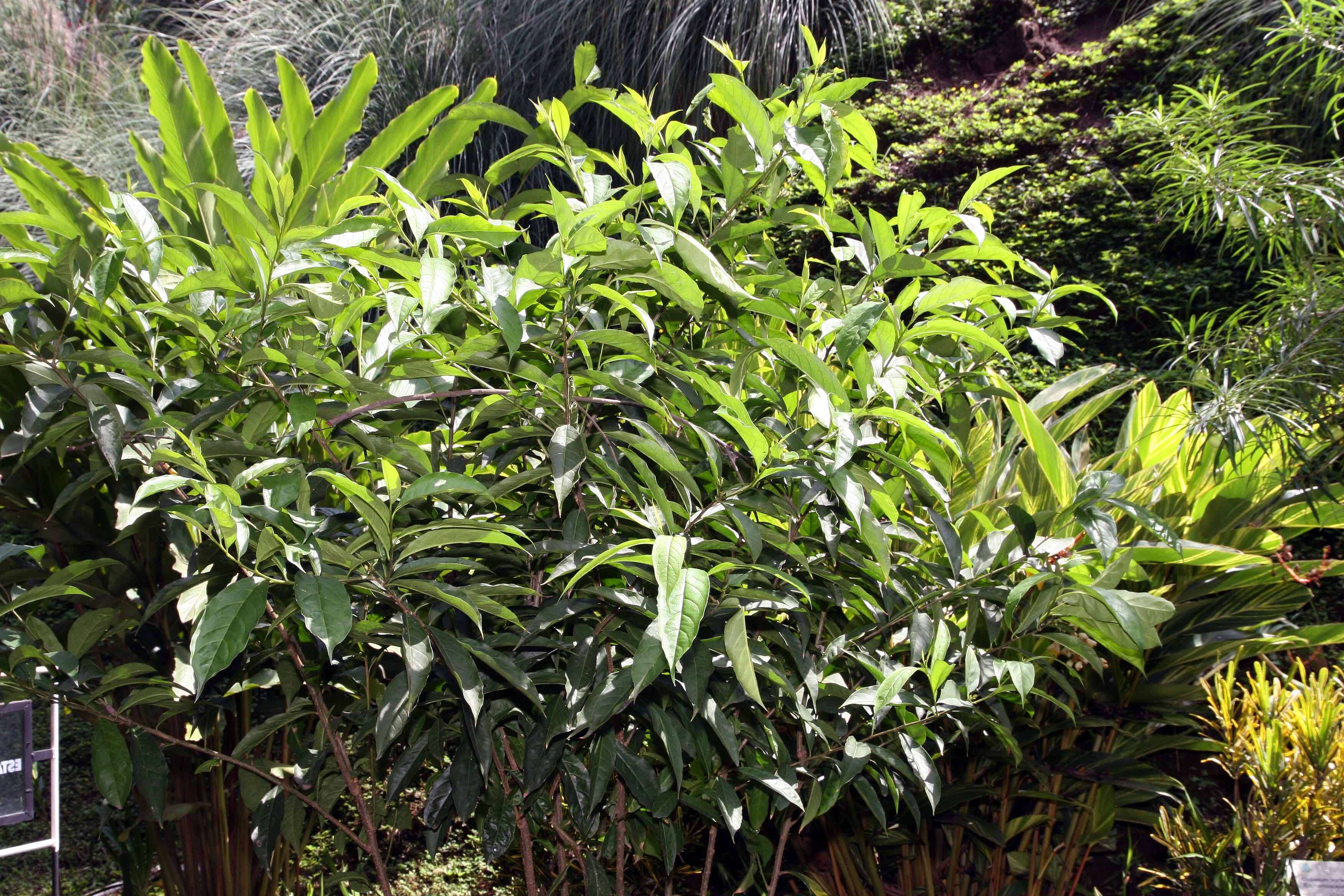 Image of Brazil raintree