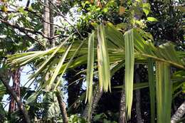 Image of Areca vestiaria Giseke