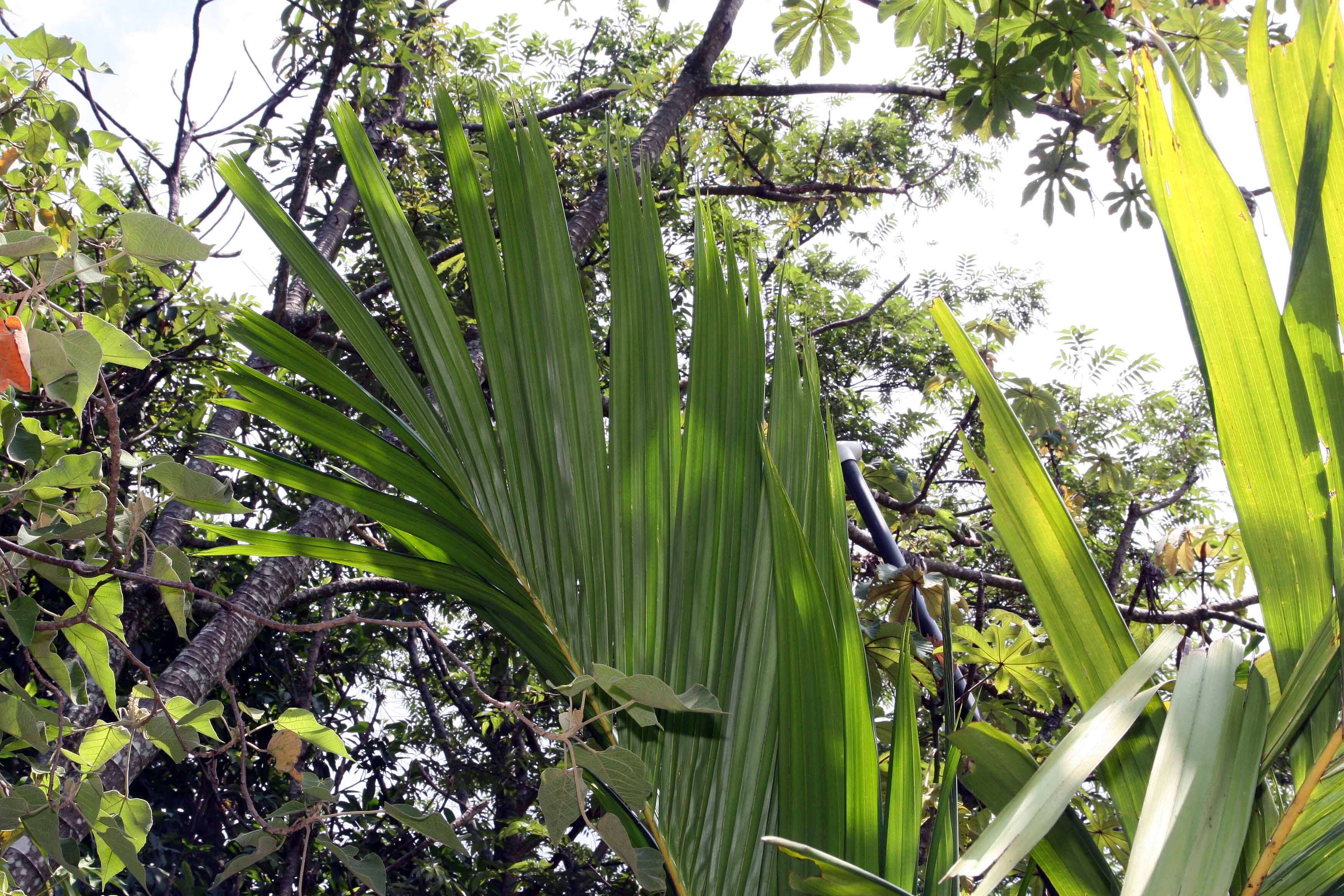 Image of Areca vestiaria Giseke