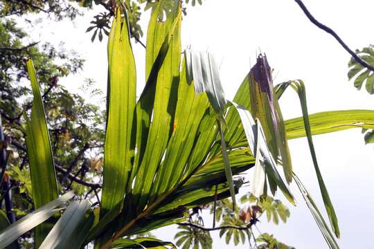 Image of Areca vestiaria Giseke