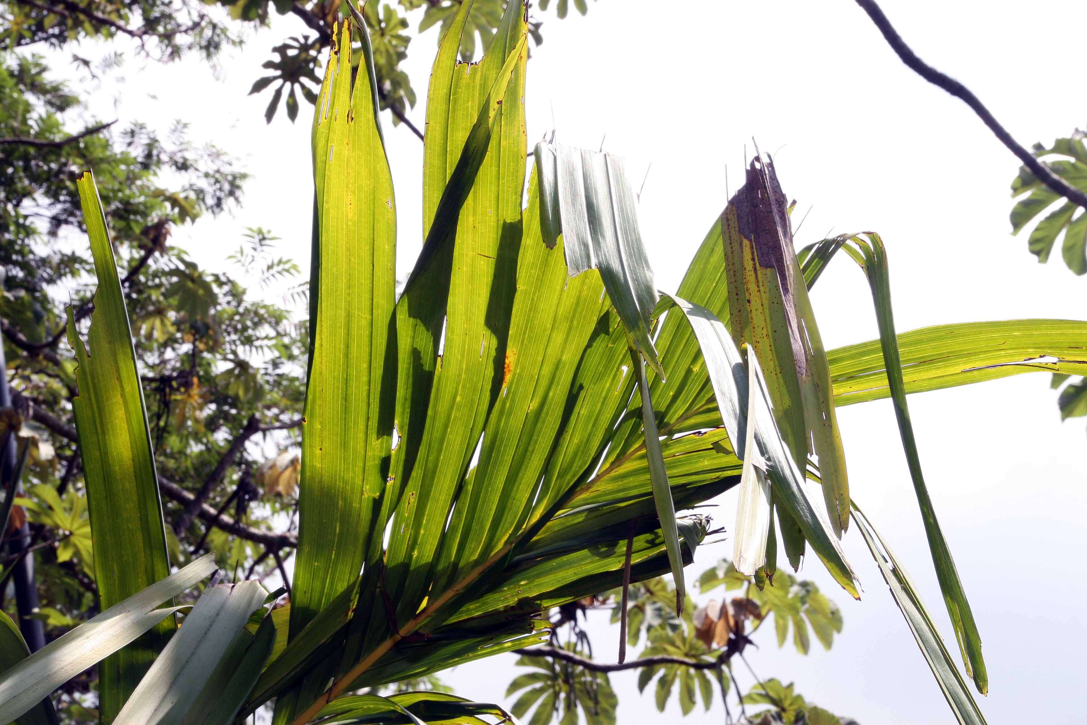 Image of Areca vestiaria Giseke