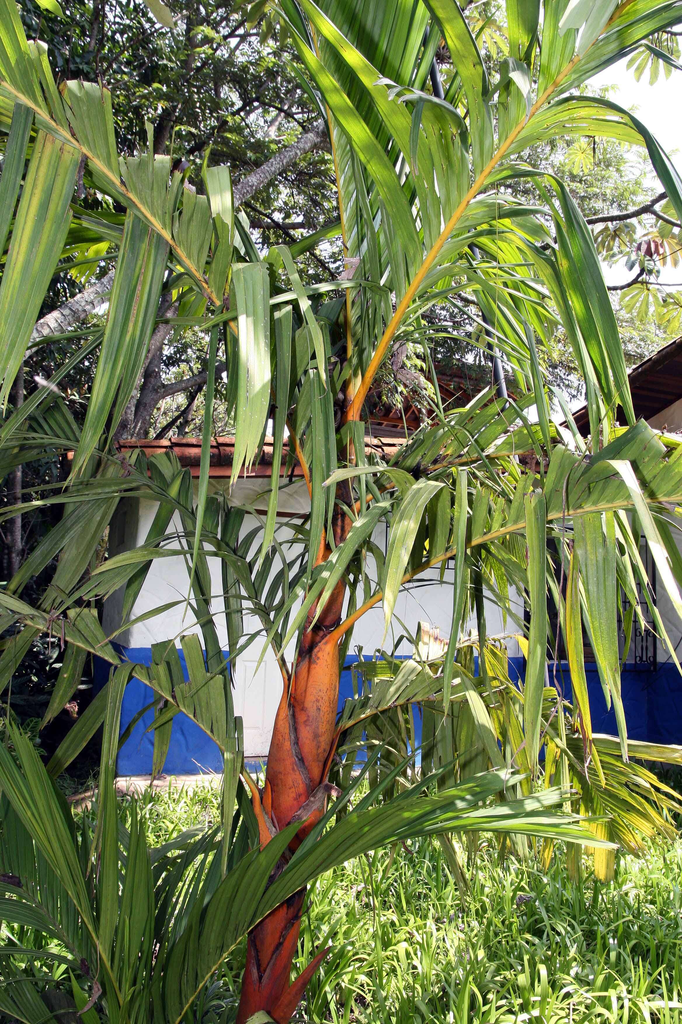 Image of Areca vestiaria Giseke