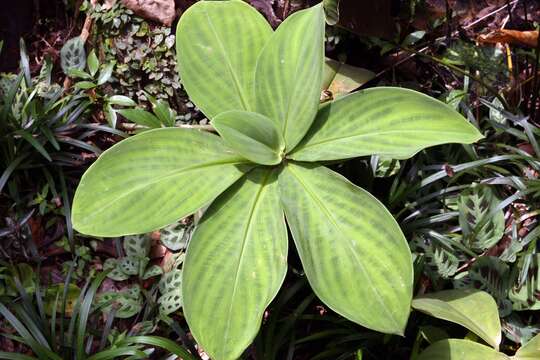 Image of stepladder ginger