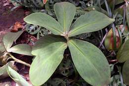 Image of stepladder ginger