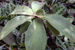 Image of stepladder ginger