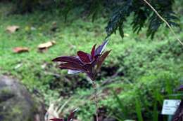 Image de Pseuderanthemum maculatum (Lodd.) I. M. Turner