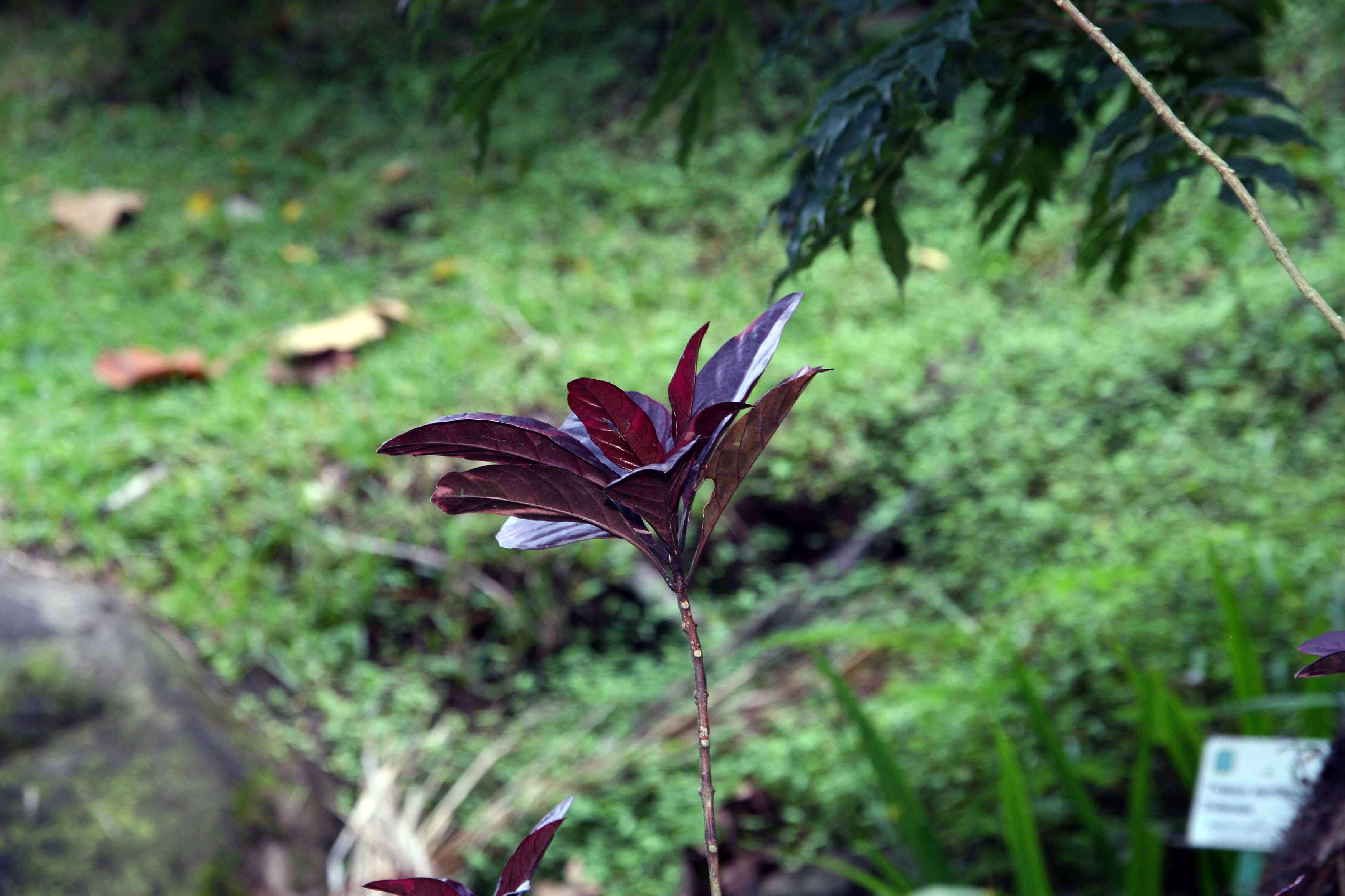 Image de Pseuderanthemum maculatum (Lodd.) I. M. Turner