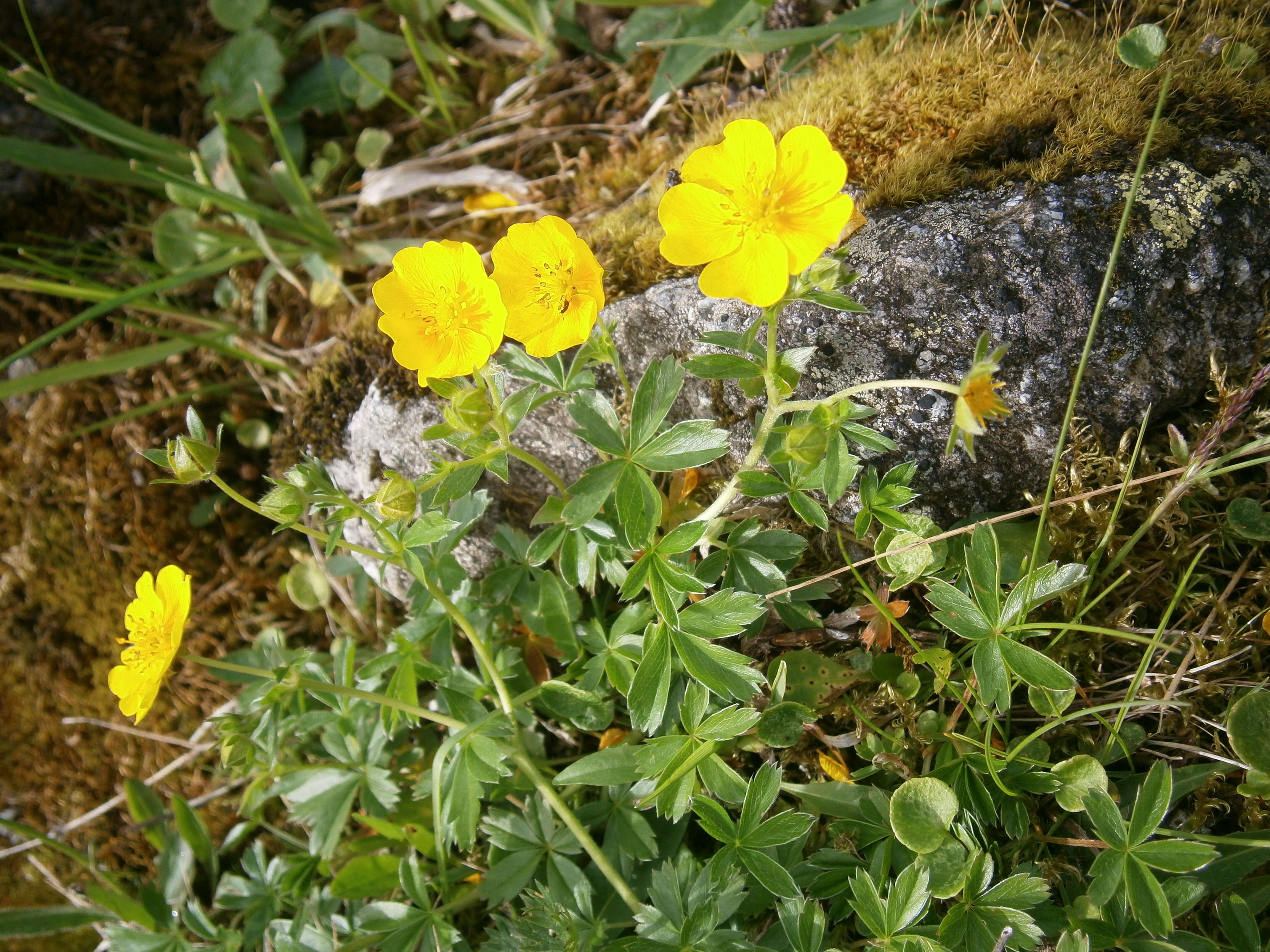 Слика од Potentilla crantzii (Crantz) Beck