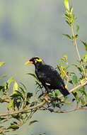 Image of Southern Hill Myna