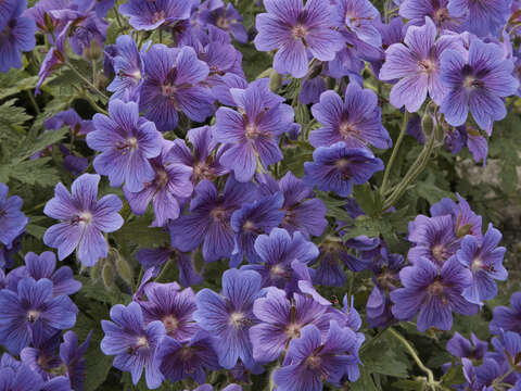 Image of Glandular Crane's-bill