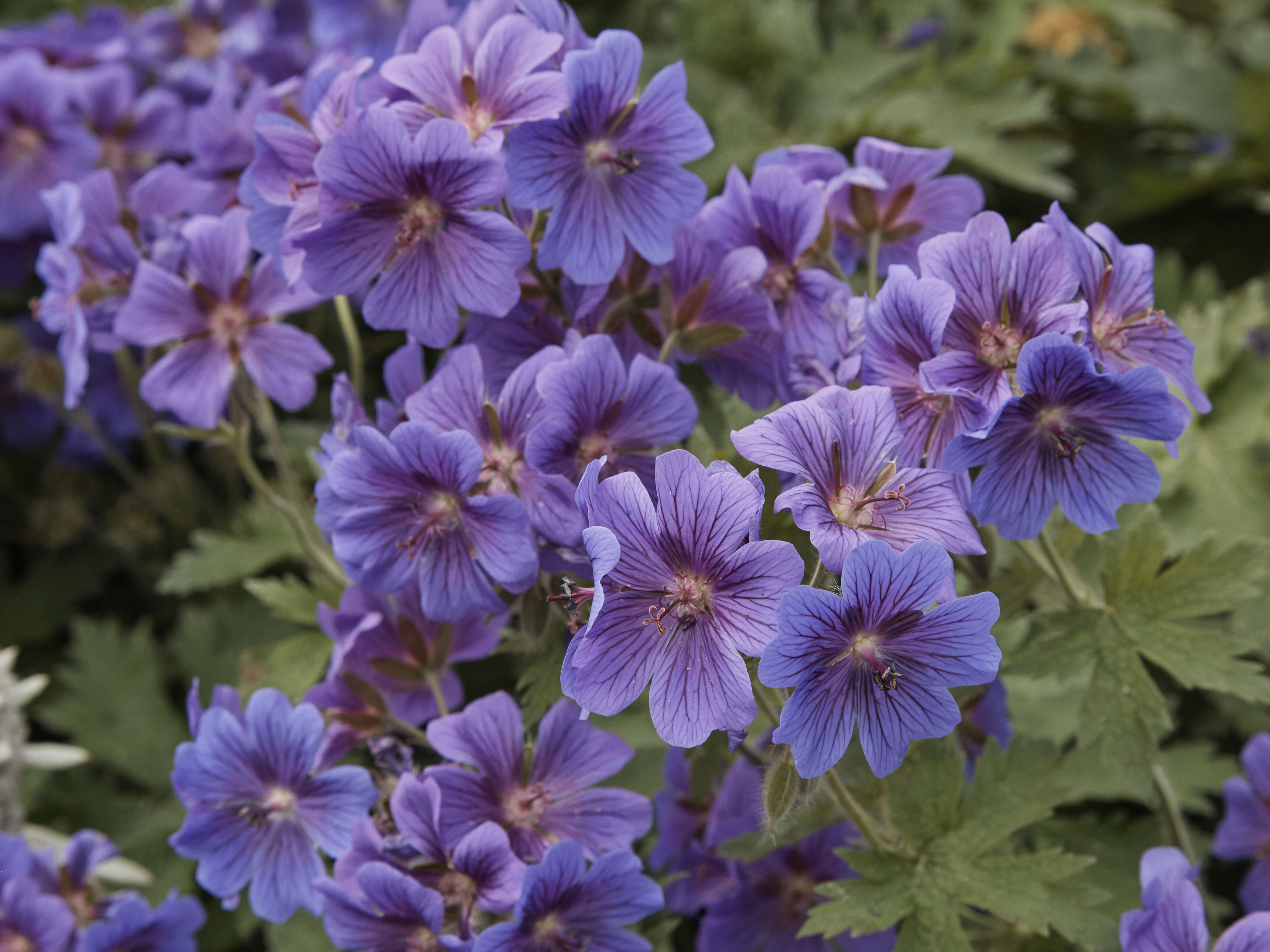 Image of Glandular Crane's-bill