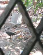 Image of White-breasted Waterhen