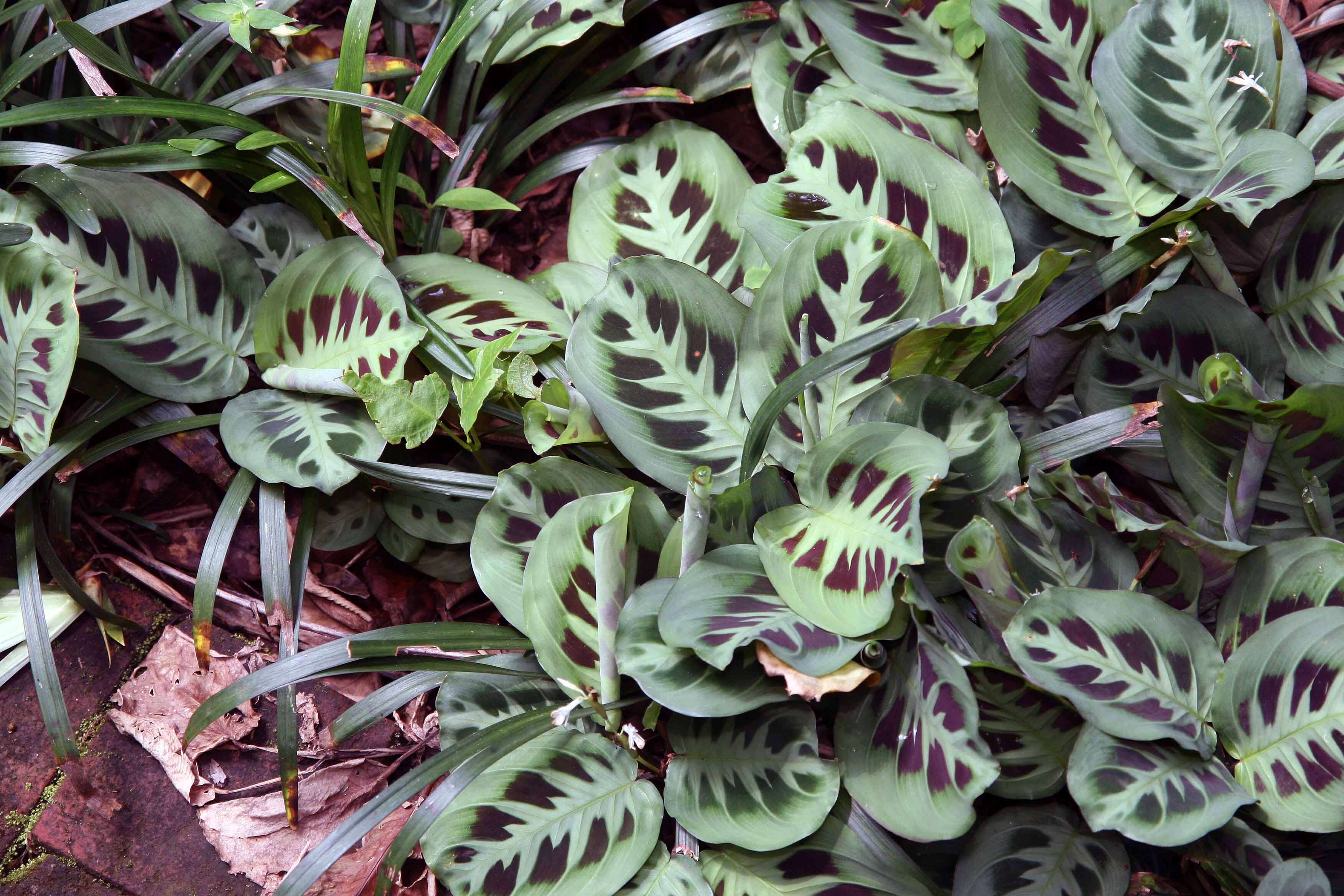 Image of prayerplant