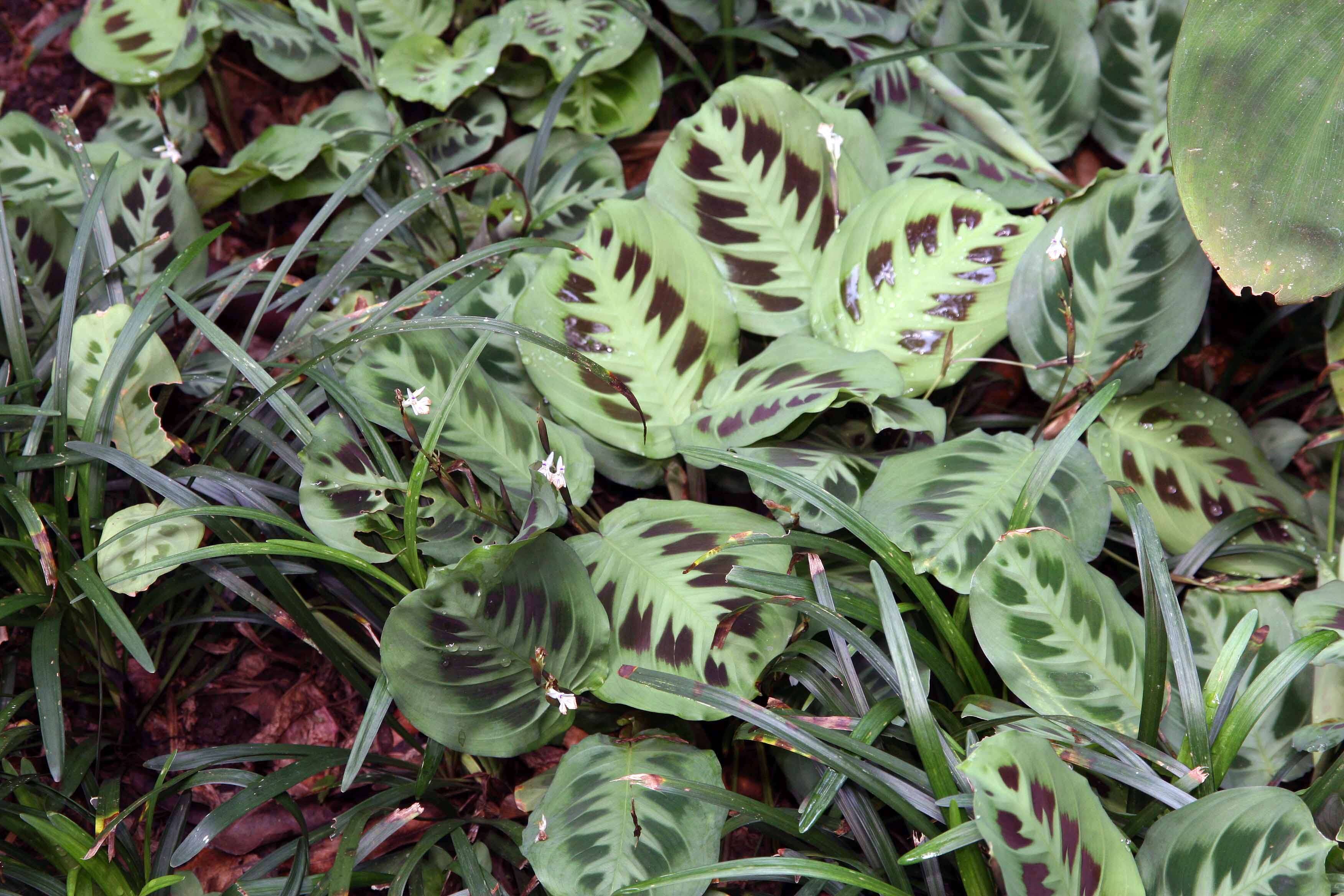 Image of prayerplant