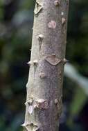 Image of Zanthoxylum rhoifolium Lam.